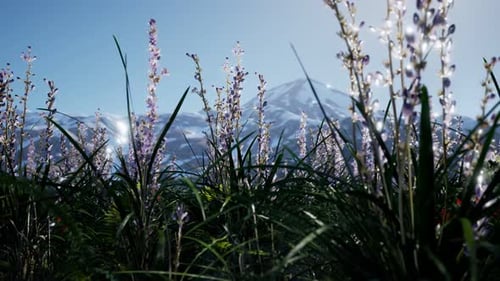 Lavender Field with Blue Sky and Mountain Cover with Snow