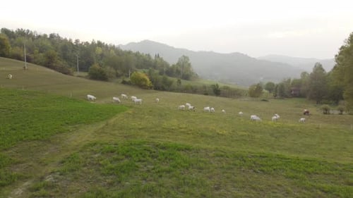 Grazing Cows Aerial View in Rural Farm Countryside