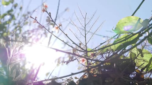 Spring