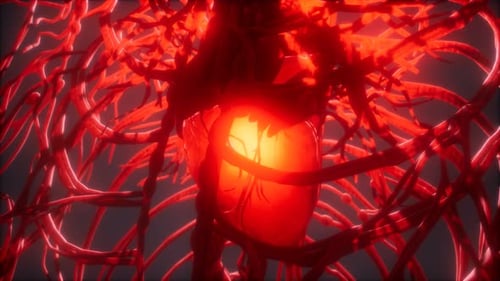 Blood Vessel System and Heart