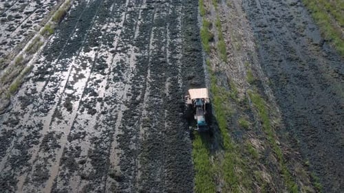 Campo de arroz de trabajo de camiones Para cosechar arroz