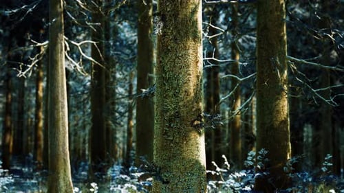 Snow Covered Conifer Forest at Sunny Day