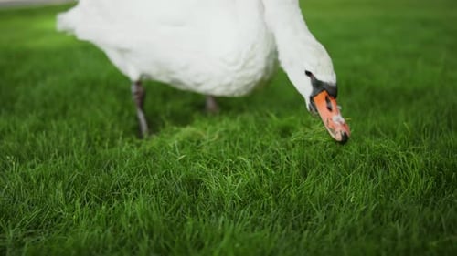 Schöne Vogelwanderung im Park. Anmutiger Schwan füttert an sonnigen Tagen im Freien