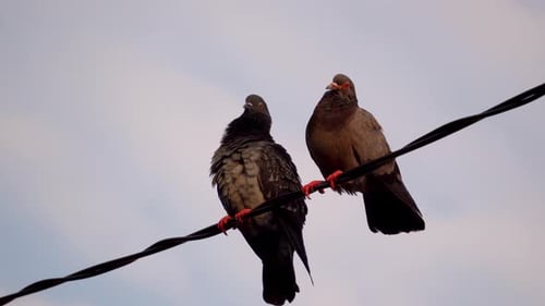 Two Pigeons Perched on Electrical Wire in City