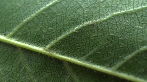 Detailed Close-Up of a Fresh Green Leaf