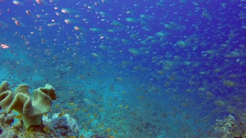Many Fish Swimming Over Coral Reef in Ocean