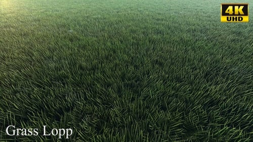 Waving Green Grass Field Motion Background