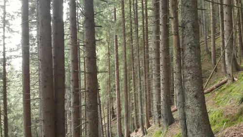 Pine Trees in the Forest
