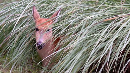 Macro portrait front facing shot of a young marsh deer, blastocerus dichotomus, remain statue still