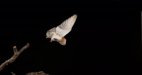 900167 Schleiereule, Tyto Alba, Erwachsener im Flug, Normandie, Zeitlupe 4K