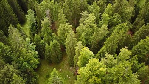 Top view of some fir trees, aerial shot, swiss alps.
