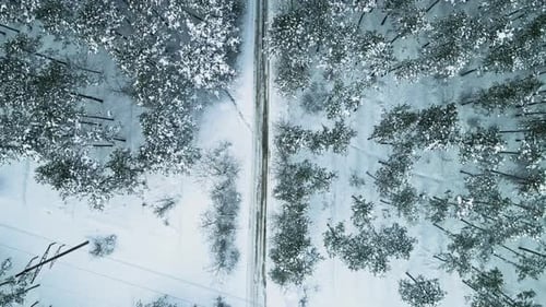 Beautiful Aerial Footage of Trees Covered with Snow