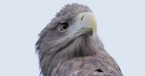 Weißschwanzadler Haliaeetus Albicilla ist eine sehr große Seeadlerart.