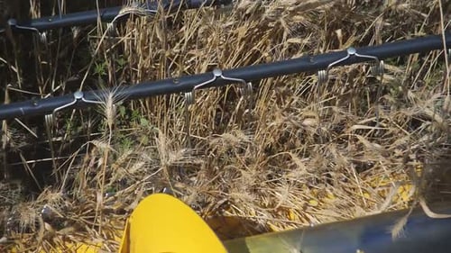 Harvesting Combine in the Wheat Field Closeup Grind