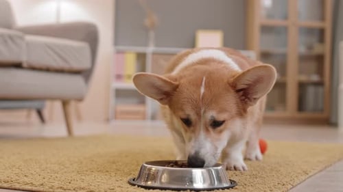 Adorable Corgi Dog Eats Food from Bowl Indoors