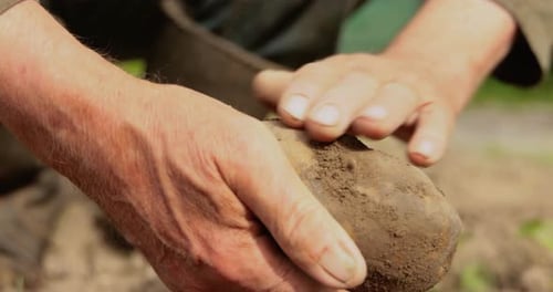 Hands Examine Fresh Potato from Earth