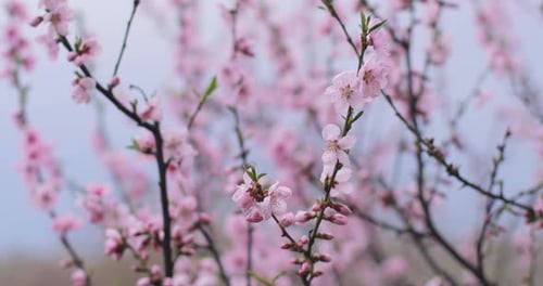 A beautiful Japanese tree branch with cherry blossoms. A lovely scenery