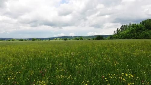 Lush Green Field with Wildflowers on a Cloudy Day