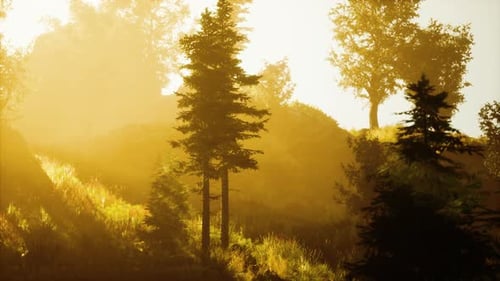 Forêt de conifères rétroéclairée par le soleil levant par temps brumeux
