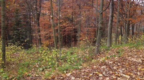 Forest Woods in Autumn