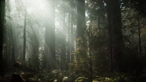 Sunset on the Giant Forest, Sequoia National Park, California