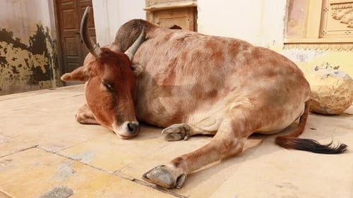 Cow on Street in India Constitution of India Mandates the Protection of Cows in Rajasthan, India.