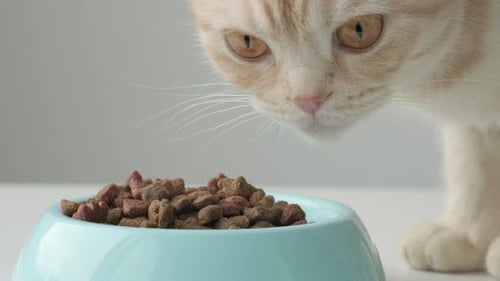 Cat Came to Bowl and Sniffs New Dry Feed