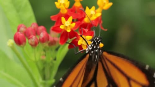 Butterfly Sitting On A Flower