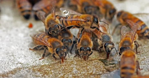 European Honey Bee, apis mellifera, Bees drinking Water on a Stone, Normandy, Real Time 4K