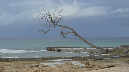 Dry tree trunk and branches on the beach