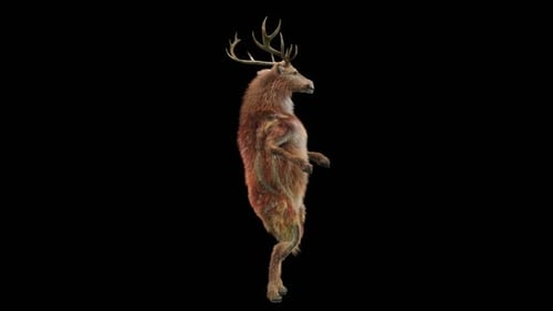 55 Deer Dancing HD