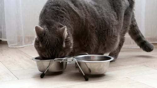Tabby Cat Eats Food From Bowl