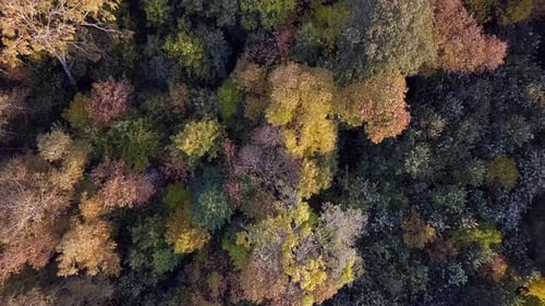 Bosque otoñal