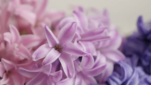 Colorful fragrant flowering Hyacinth plant slow tilt 4K 2160p 30fps UltraHD footage - Hyacinthu