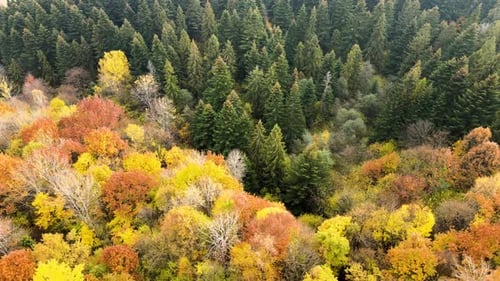 Aerial view of dense green pine forest with canopies of spruce trees and colorful lush