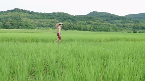 Farmer Walking Through The Rice Field