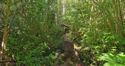 Lush Green Rainforest with Fallen Log