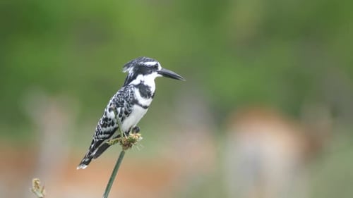 Pied Kingfisher Perched on a Branch in Nature