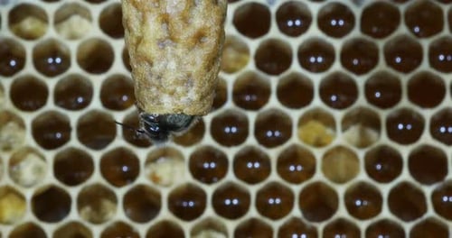 |European Honey Bee, apis mellifera, Emergence of a Queen, Bee Hive in Normandy, Real Time 4K