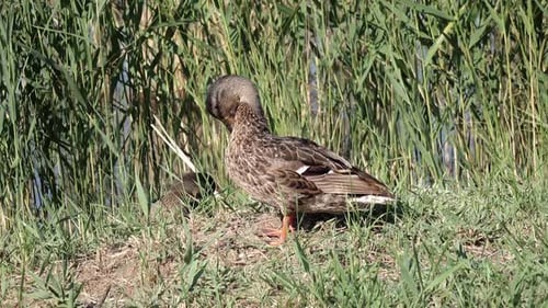 Duck with Ducklings