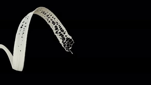 Spiral Milk Jet Splash on Black