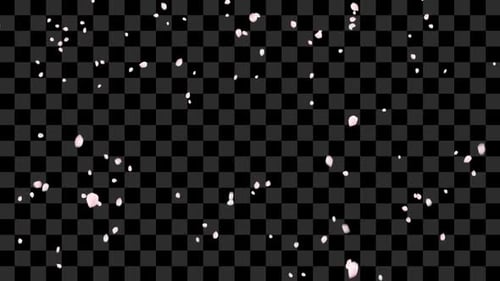 Delicate Pink Petals Falling Loop Overlay