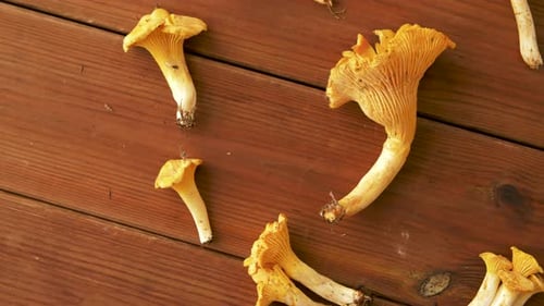 Chanterelles sur fond en bois 12