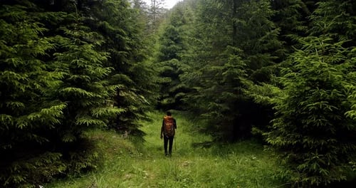 Back View of Active Healthy Male with a Backpack Walking in Pine Woods