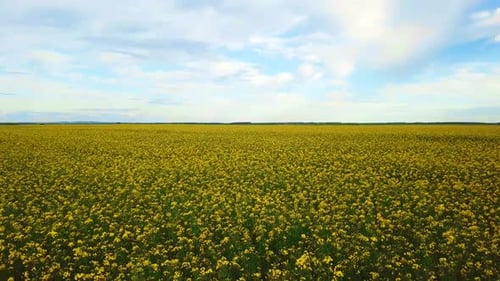 Field of Yellow Blooming Rape Seen From Aerial View