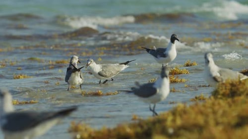 Seagulls Foraging in Shallow Ocean Water on Beach