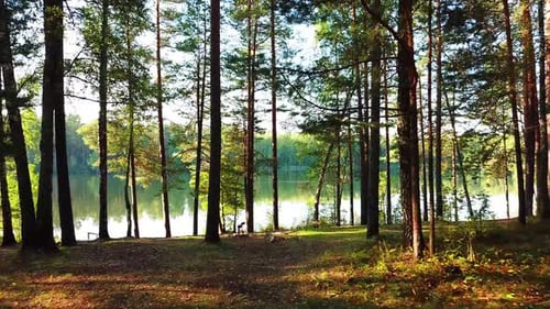 Morgen In Einem Pinienwald