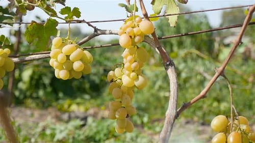 Ripe Green Grapes Hanging on the Vine
