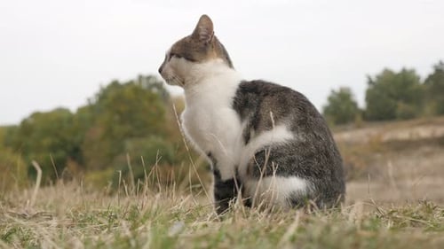 Graues und weißes Tier Felis catus genießt schönes Wetter 4K 3840X2160 UHD-Aufnahmen - Outdoor Domestic c