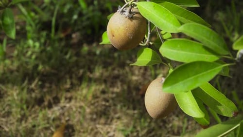 Kiwi Fruit on the Tree